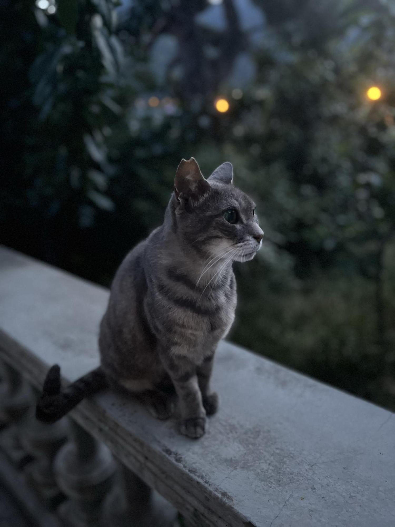 Villa D'Artisti サンレモ エクステリア 写真